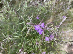 Westringia eremicola