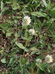 Trifolium montanum