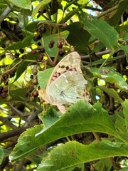 Argynnis pandora