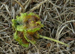 Andricus quercuscalicis