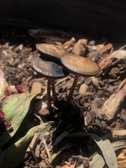 Panaeolus cinctulus