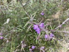 Westringia eremicola