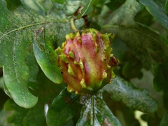 Andricus quercuscalicis