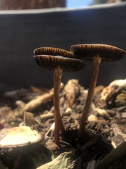 Panaeolus cinctulus
