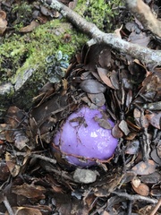Cortinarius