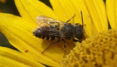 Coelioxys inermis