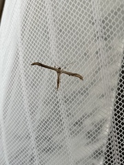 Emmelina monodactyla