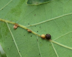 Neuroterus anthracinus