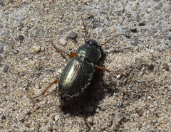 Harpalus