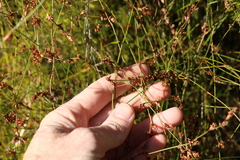 Sporadanthus interruptus