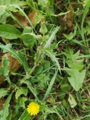 Sonchus asper