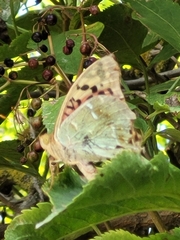 Argynnis pandora