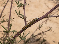 Uresiphita reversalis