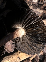 Panaeolus cinctulus