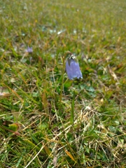 Campanula barbata