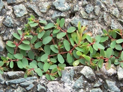 Euphorbia humifusa