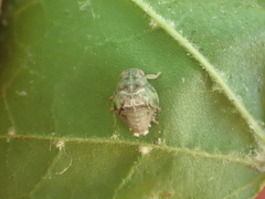 Metcalfa