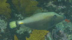 Meuschenia flavolineata