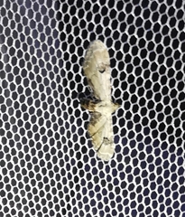 Eupithecia centaureata