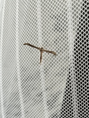 Emmelina monodactyla