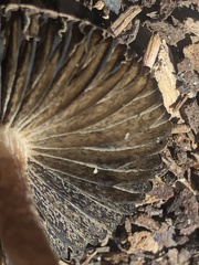 Panaeolus cinctulus