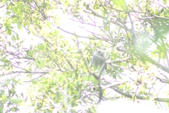 Buteo plagiatus