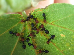 Crematogaster scutellaris