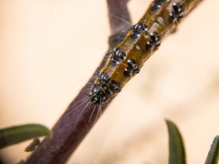 Uresiphita reversalis