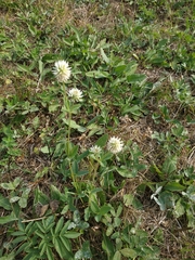 Trifolium montanum