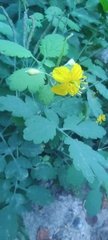 Chelidonium majus