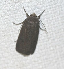 Proteuxoa