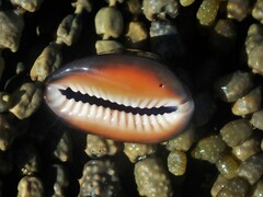 Monetaria caputserpentis