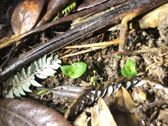 Chiloglottis cornuta