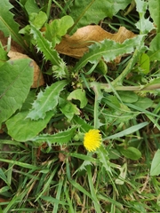 Sonchus asper