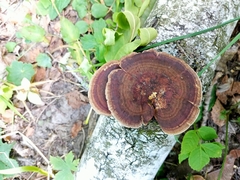 Daedaleopsis tricolor