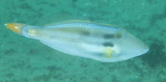 Meuschenia trachylepis