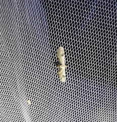 Eupithecia centaureata