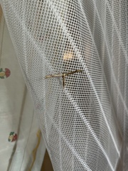 Emmelina monodactyla