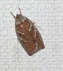 Euchaetis rhizobola
