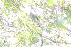 Buteo plagiatus