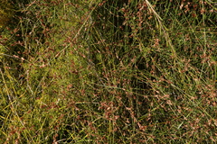 Sporadanthus interruptus