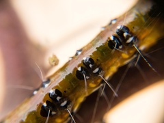 Uresiphita reversalis