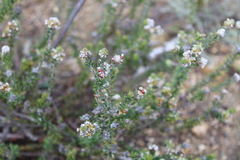Phylica purpurea