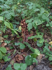 Monotropa hypopitys