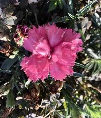 Dianthus