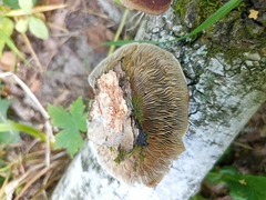 Daedaleopsis tricolor