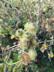 Arctium lappa