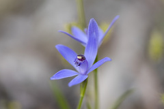 Pheladenia deformis