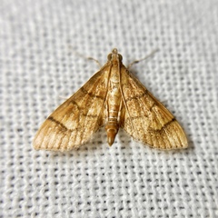 Orphanostigma abruptalis