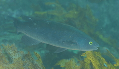 Olisthops cyanomelas